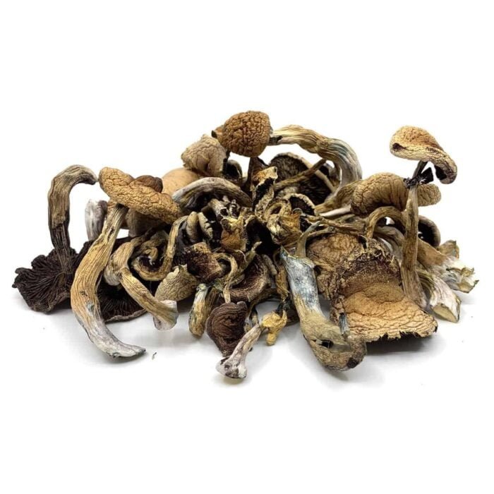 Golden Teacher Mushrooms For Sale In The UK