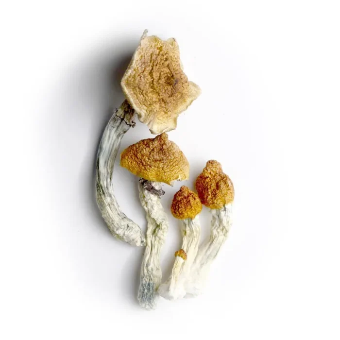 Koh Samui Mushrooms For Sale In UK
