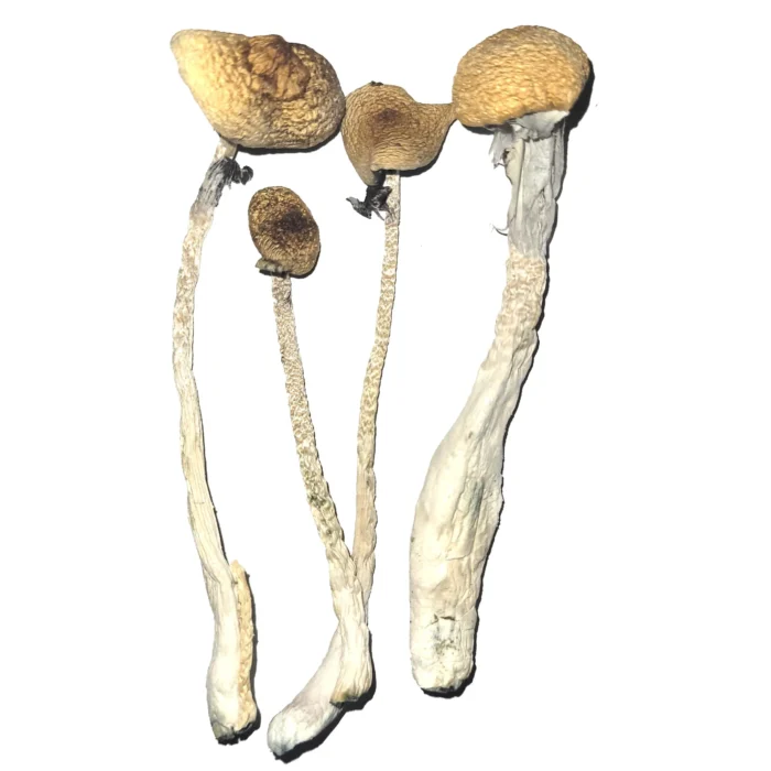 Treasure Coast Mushrooms For Sale In UK