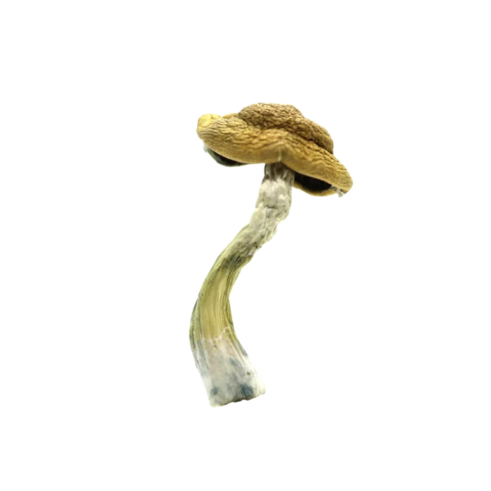 Amazonian Mushrooms For Sale In The UK